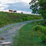 Cattle On the Ridge