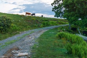 Cattle On the Ridge