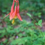 Eastern Columbine