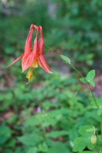 Eastern Columbine