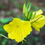 Evening Primrose