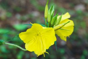 Evening Primrose