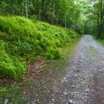 Ferns Along the Road on Bearwallow Mountain