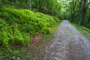 Ferns Along the Road on Bearwallow Mountain