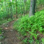 Tree in a Patch of Ferns