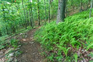 Tree in a Patch of Ferns