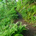 Bearwallow Mountain Trail on Ledge