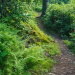 Bearwallow Mountain Trail near the Summit