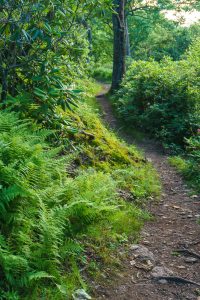 Bearwallow Mountain Trail near the Summit