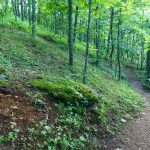 Open Forest along the Bearwallow Mountain Trail