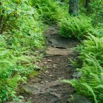 Rocks and Ferns on the Bearwallow Mountain Trail