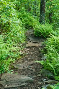 Rocks and Ferns on the Bearwallow Mountain Trail