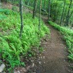Bearwallow Mountain Trail through a Patch of Ferns