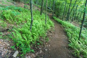 Bearwallow Mountain Trail through a Patch of Ferns