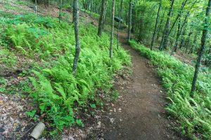 Bearwallow Mountain Trail through a Patch of Ferns