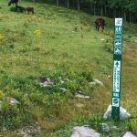 Cattle at the Top of Bearwallow Mountain