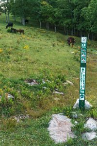 Cattle at the Top of Bearwallow Mountain