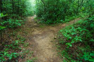 Thompson River Trail/High Falls Split