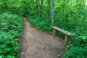 Bench Beside the Mountains to Sea Trail