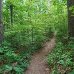 Big Trees on the Mountains to Sea Trail