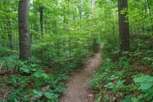 Big Trees on the Mountains to Sea Trail