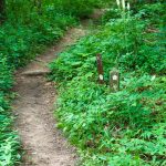 Black Cohosh Beside the Mountains to Sea Trail