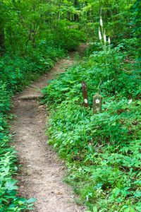 Black Cohosh Beside the Mountains to Sea Trail