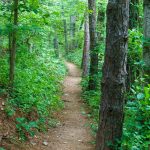 Trail Through Pines