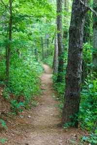 Trail Through Pines