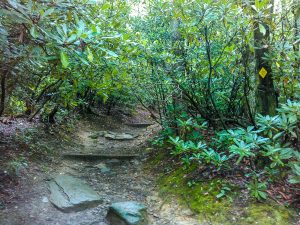 Yellow Blaze on the Lookout Trail