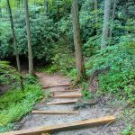 Lookout Trail Climbs Through the Cove