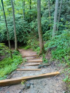 Lookout Trail Climbs Through the Cove