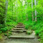 Lookout Trail Steps in Cove