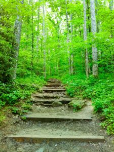 Lookout Trail Steps in Cove