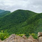 Misty View from the Lookout Trail