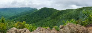 Misty View from the Lookout Trail