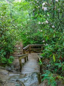 Rhododendron Blooming on the Lookout Trail