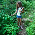 Wildflowers on the Green Knob Trail