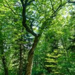 Arching Tree on the Big Butt Trail