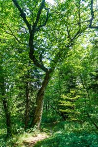 Arching Tree on the Big Butt Trail