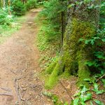 Red Needles on the Big Butt Trail