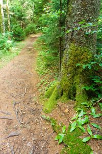 Red Needles on the Big Butt Trail