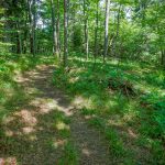 Grassy, Open Forest on the Big Butt Trail