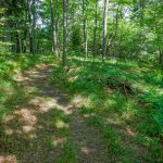 Grassy, Open Forest on the Big Butt Trail