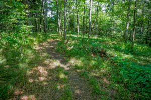 Grassy, Open Forest on the Big Butt Trail