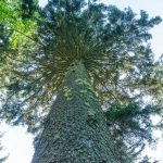 Huge Spruce beside the Big But Trail