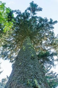 Huge Spruce beside the Big But Trail