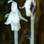 Indian Pipe beside the Big Butt Trail