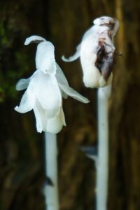 Indian Pipe beside the Big Butt Trail