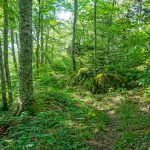 Lush Green Forest on the Big Butt Trail